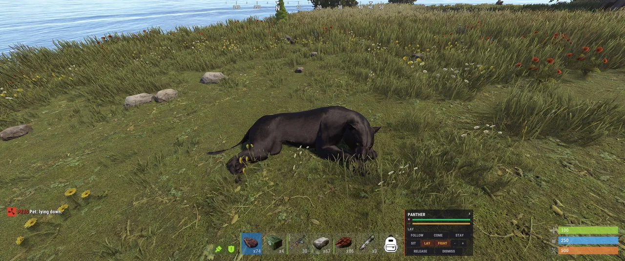 A panther lies in grass; pet interface shows PANTHER, Lay, Follow, Come, Stay, and Fight.