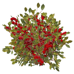 Red Berry Collectable