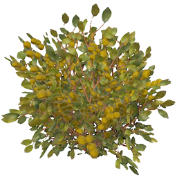 Yellow Berry Collectable