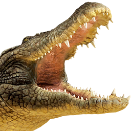 Crocodile