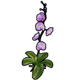 Orchid Collectable