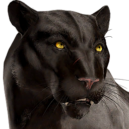 Panther