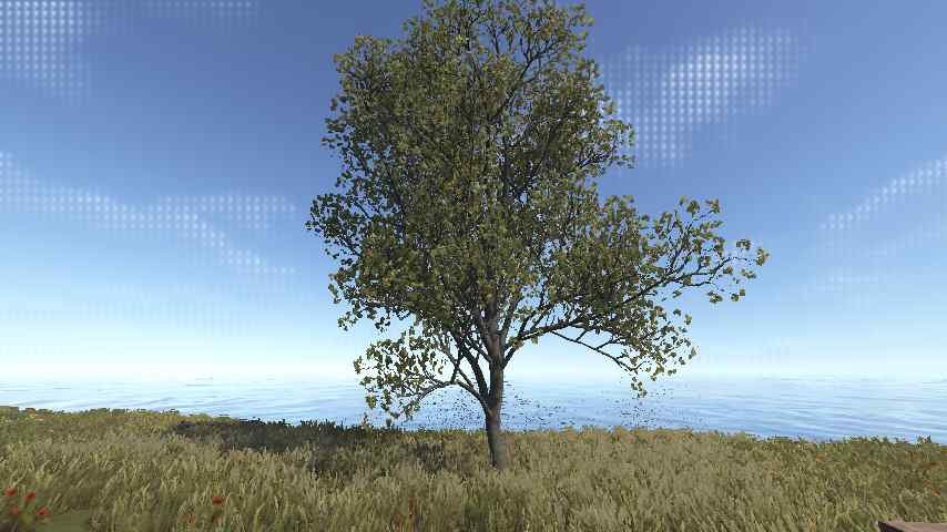 American Beech