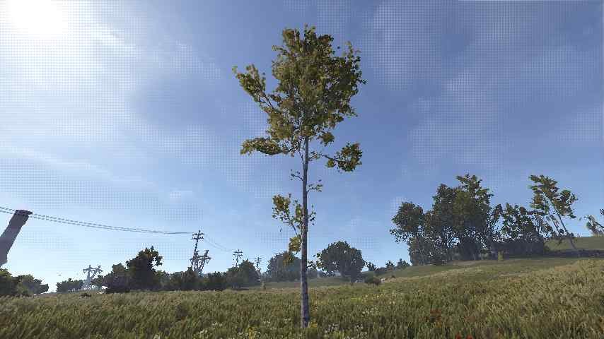 Birch