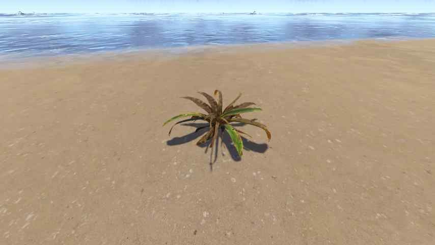 Bromeliad Dry