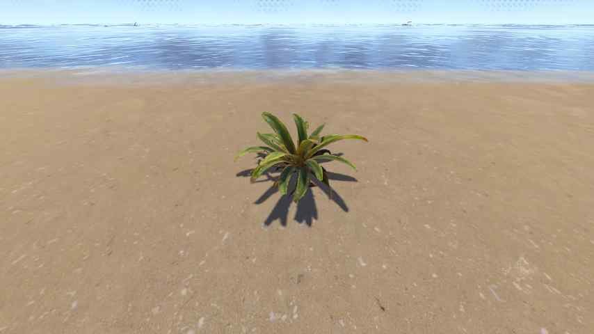 Bromeliad