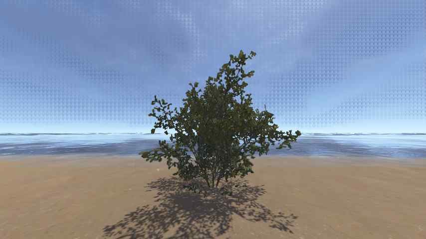 Bush Spicebush
