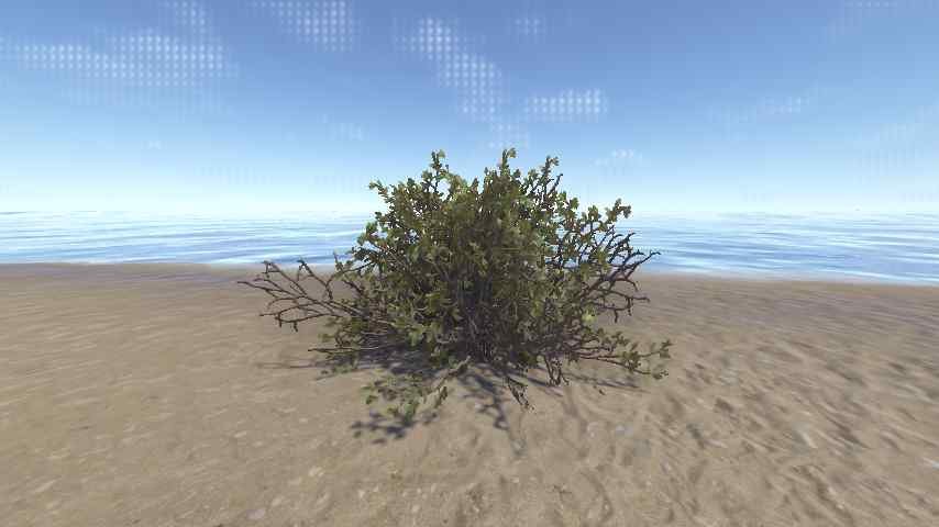 Bush Willow