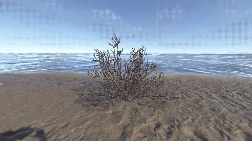 Creosote Bush Dry