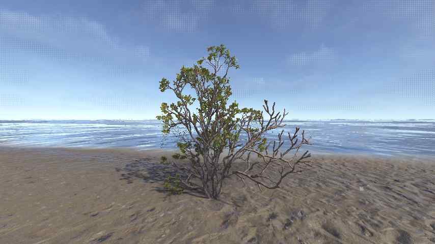 Creosote Bush