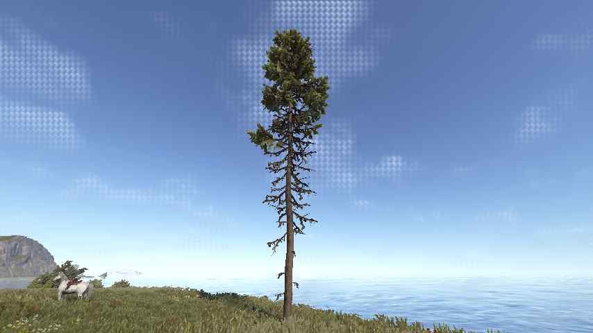 Douglas Fir