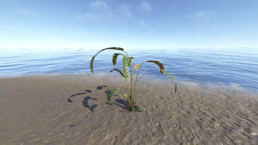 Heliconia Rostrata Xs