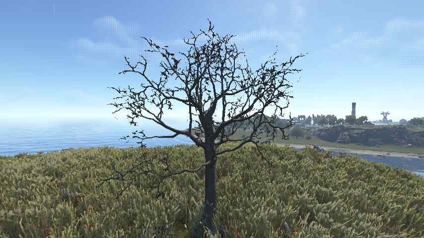 Oak