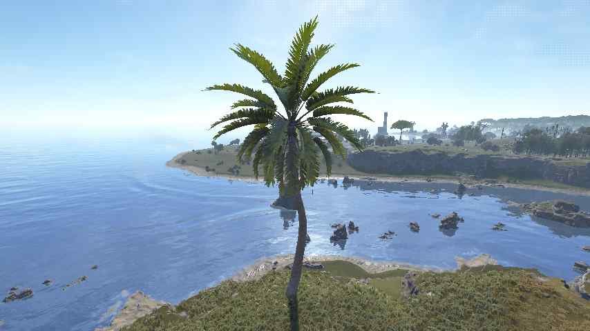 Palm Tree Tropical