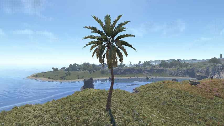 Palm Tree