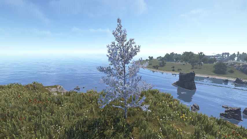 Pine Sapling
