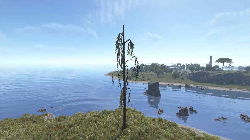 Swamp Tree