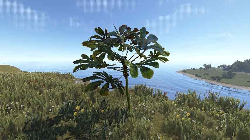 Trumpet Tree Sapling