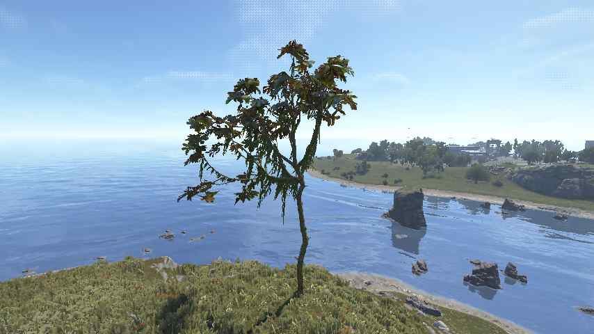 Trumpet Tree