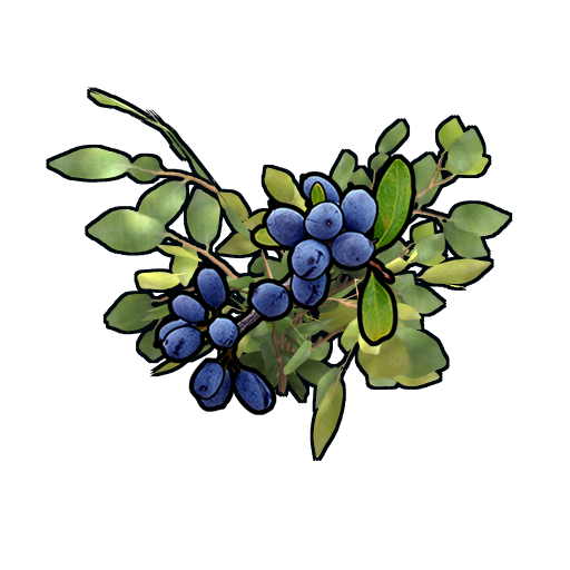 Blue Berry Clone