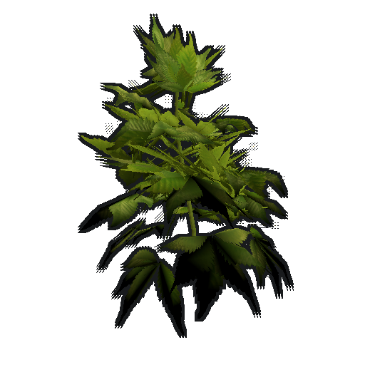 Hemp Clone