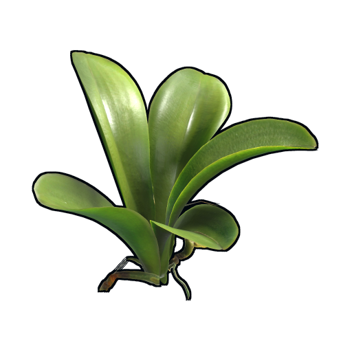 Orchid Clone