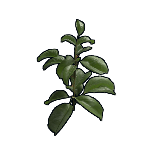 Rose Clone