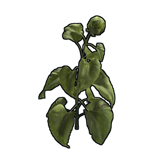 Sunflower Clone