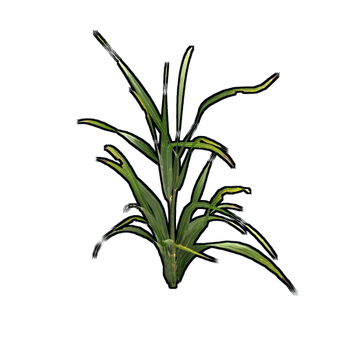 Wheat Clone