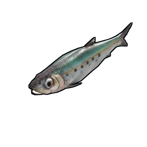 Sardine