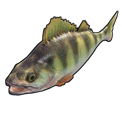 Yellow Perch