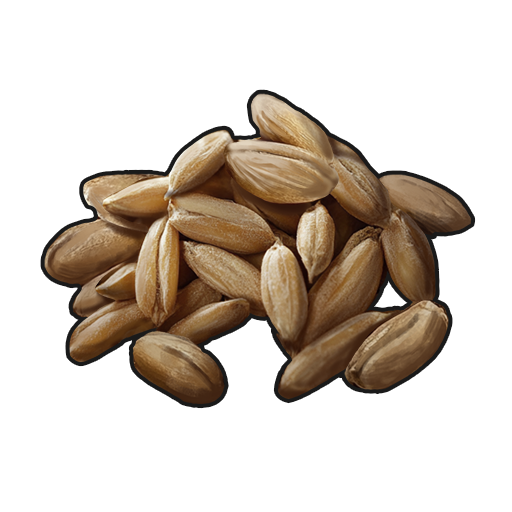 Wheat Seed
