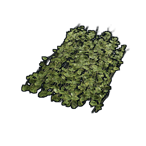 Jungle Ivy